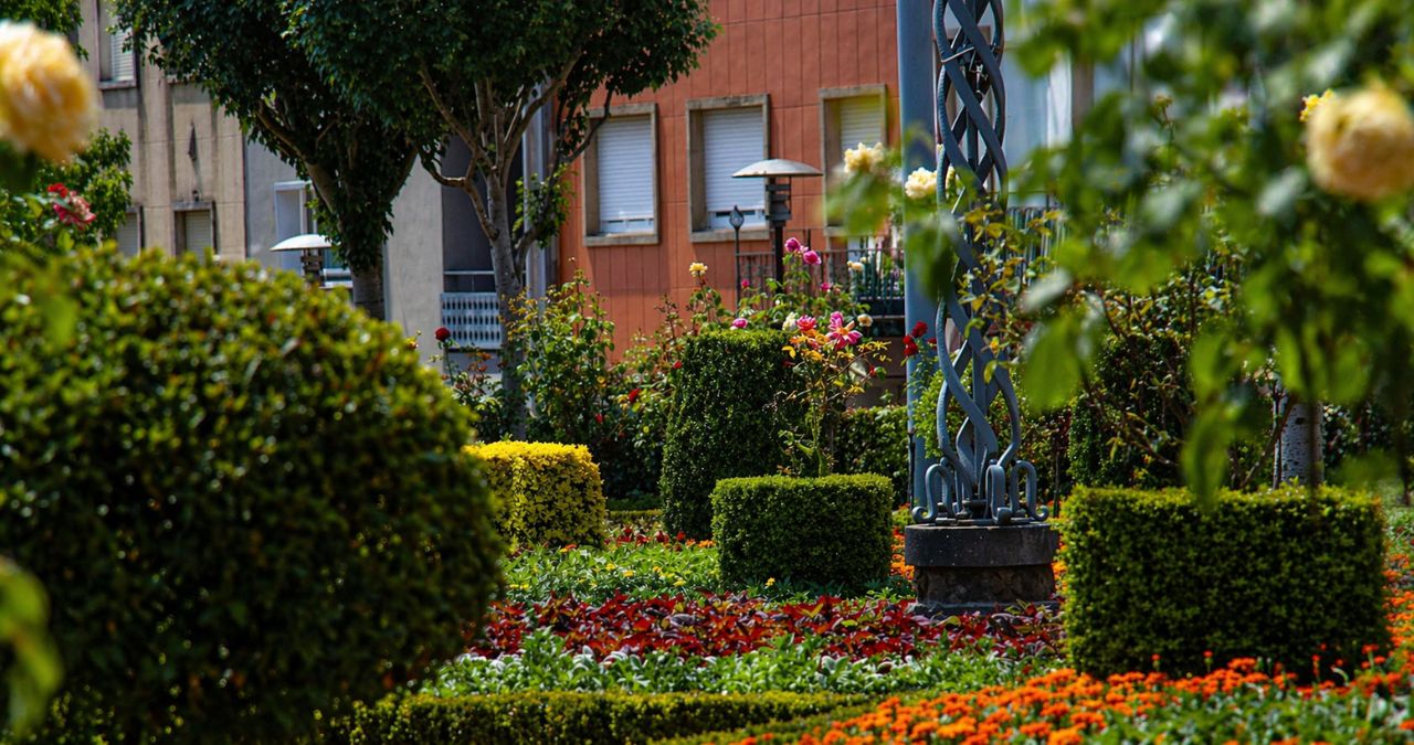 Vista detalhada de arbustos arredondados e flores multicoloridas em primeiro plano com edifícios residenciais ao fundo sob luz solar.