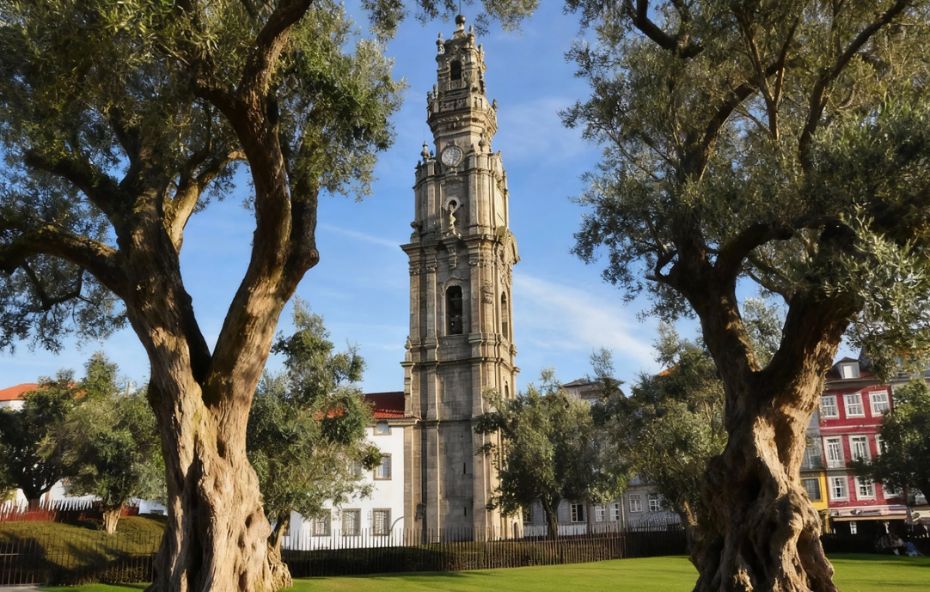 Fotografia vertical da Torre dos Clérigos em granito cinza emoldurada por dois troncos de oliveiras antigas em primeiro plano sob um céu azul claro.